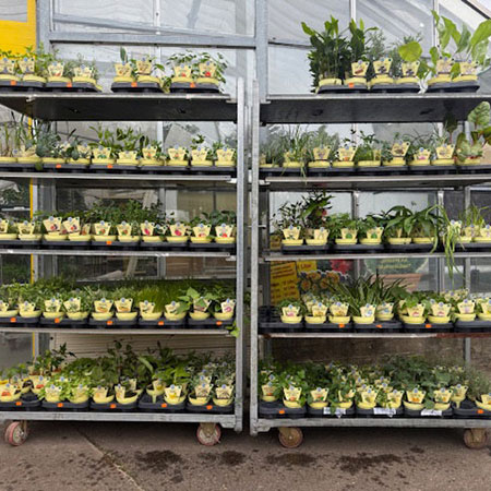 Pluta Gartencenter Brandenburg / Havel GmbH - Ab sofort können Sie Gemüsepflanzen, Kräuter und Saatgut in großer Vielfalt erwerben! z.B. Salat, Kohlrabi, Blumenkohl usw. z.B. Bärlauch, Petersilie, Mangold, Minze usw.