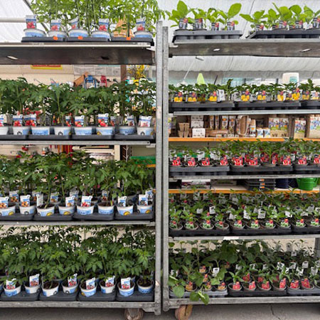 Pluta Gartencenter Brandenburg / Havel GmbH - Ab sofort können Sie Gemüsepflanzen, Kräuter und Saatgut in großer Vielfalt erwerben! z.B. Salat, Kohlrabi, Blumenkohl usw. z.B. Bärlauch, Petersilie, Mangold, Minze usw.