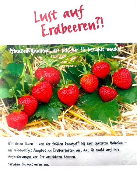 Pluta Gartencenter Brandenburg / Havel GmbH - Große Sortenauswahl an Erdbeerpflanzen Entdecken Sie eine Vielzahl hochwertiger Erdbeersorten – z. B. Senga Sengana, Korona, Ostara u. v. m. Ideal für Garten, Balkon oder professionelle Anbauflächen!